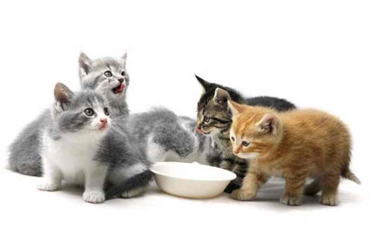 Comment faire accepter un chaton à un chat adulte ? - Cosmic Tomatoes